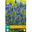 Jub Holland Muscari Armeniacum - Het Blauwe Druifje Dat Overal Groeit En Vermeerderd.