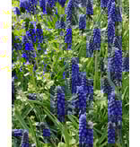Jub Holland Muscari Armeniacum - Die blaue Traube, die überall wächst und sich vermehrt.
