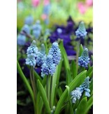 Jub Holland Muscari Azureum (Blauwe Druifjes) Uitstekend Voor Verwildering.