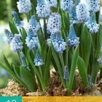 Muscari Azureum - 10 Bollen