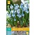 Jub Holland Muscari Azureum - 10 Bollen