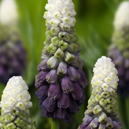 Jub Holland Muscari Grape Ice - Unique and Special Muscari By Its Beautiful Colours.