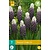 Jub Holland Muscari Grape Ice - 7 Bulbs