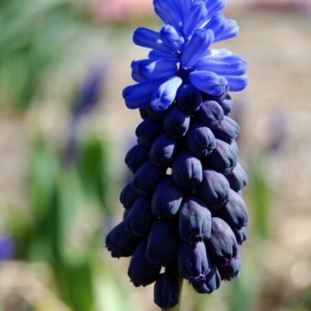 Jub Holland Muscari Latifolium Is A Striking Broad-leaved And Long-Flowering Muscari.