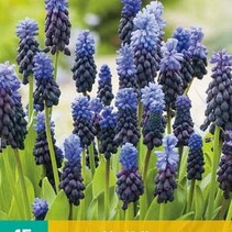 Muscari latifolium - 15 Bulbs