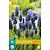 Jub Holland Muscari latifolium - 15 Bulbs