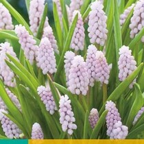 Muscari Pink Sunrise - 3 Blumenzwiebeln