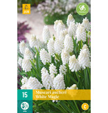 Jub Holland Muscari White Magic Is Een Vroegbloeiende, Langbloeiende Witte Muscari.