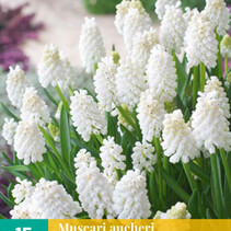 Muscari White Magic - 15 Bollen