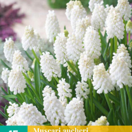 Jub Holland Muscari White Magic Is Een Vroegbloeiende, Langbloeiende Witte Muscari.