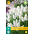 Jub Holland Muscari White Magic - 15 Bulbs