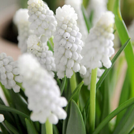 Jub Holland Muscari White Magic Is Een Vroegbloeiende, Langbloeiende Witte Muscari.