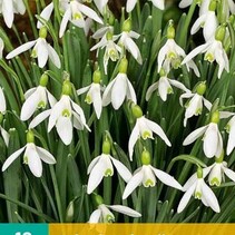 Galanthus Elwesii - (Snowdrop) - 10 Bulbs