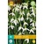 Jub Holland Galanthus Elwesii - (Snowdrop) - 10 Bulbs