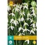 Jub Holland Galanthus Elwesii (Sneeuwklokje) Vroegbloeiend - 3 Maanden Lang !