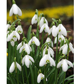 Jub Holland Galanthus Elwesii (Snowdrop) Early-Flowering - 3 Months Long !