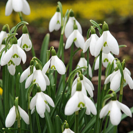 Jub Holland Galanthus Elwesii (Sneeuwklokje) Vroegbloeiend - 3 Maanden Lang !