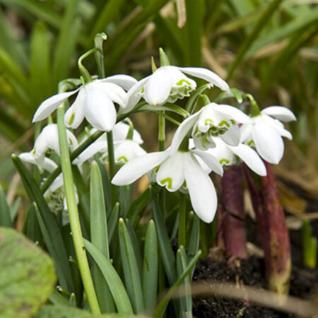 Jub Holland Galanthus Flore Pleno (Snowdrop) Long-flowering and Fast-Growing!