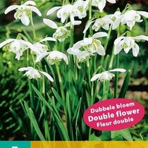 Galanthus Flore Pleno - (Schneeglöckchen) - 7 Blumenzwiebeln