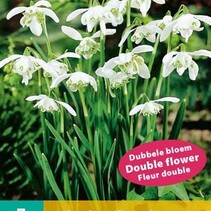 Galanthus Flore Pleno - (Sneeuwklokje) - 7 Bollen