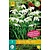 Jub Holland Galanthus Flore Pleno - (Snowdrop) - 7 Bulbs