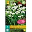 Jub Holland Galanthus Flore Pleno (Snowdrop) Long-flowering and Fast-Growing!