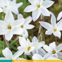 Ipheion Uniflorum Alberto Castillo - 15 Blumenzwiebeln