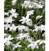 Jub Holland Ipheion Uniflorum Alberto Castillo (Old Females) - Gibt anmutige weiße Blüten