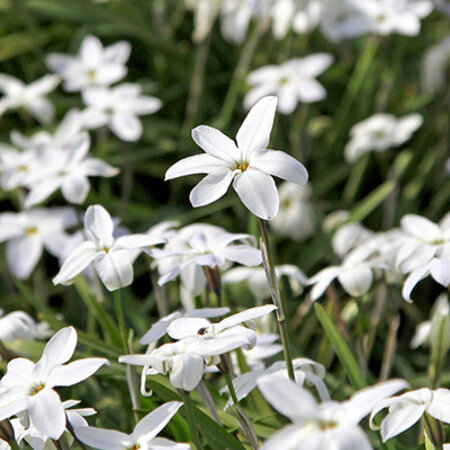 Jub Holland Ipheion Uniflorum Alberto Castillo (Old Females) - Gibt anmutige weiße Blüten