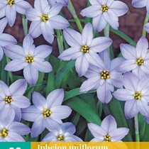 Ipheion Uniflorum Wisley Blau - 20 Blumenzwiebel