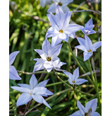 Jub Holland Ipheion Uniflorum Wisley Blue (Old Females) Beautiful Lilac Blue Flowers.