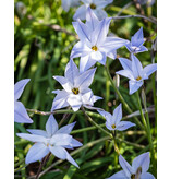 Jub Holland Ipheion Uniflorum Wisley Blue (Oude Wijfjes) Prachtige Lilablauwe Bloemen.