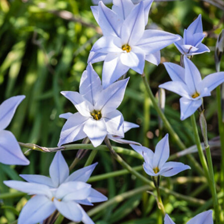 Jub Holland Ipheion Uniflorum Wisley Blue (Oude Wijfjes) Prachtige Lilablauwe Bloemen.