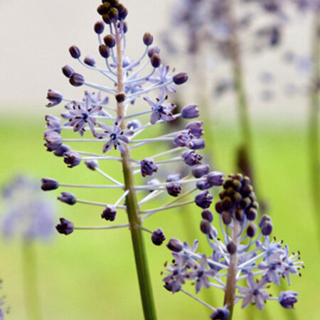 Jub Holland Scilla Litardierei - Early Lilac Blue Star Hyacinth That Easily Naturalised.