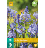 Jub Holland Scilla Litardierei - Early Lilac Blue Star Hyacinth That Easily Naturalised.