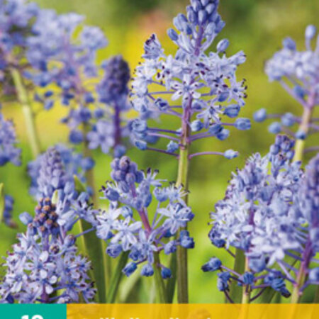 Jub Holland Scilla Litardierei - Early Lilac Blue Star Hyacinth That Easily Naturalised.