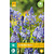 Jub Holland Scilla Litardierei - 10 Bulbs