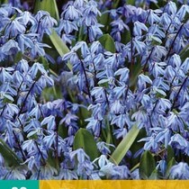 Scilla Siberica - 20 Blumenzwiebeln