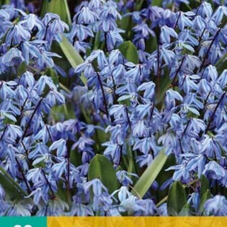 Jub Holland Scilla Siberica - Eastern Bright Blue Star hyacinth