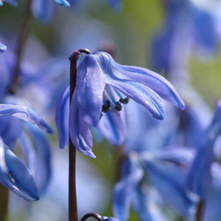 Jub Holland Scilla Siberica - Oosterse Helderblauwe Sterhyacint