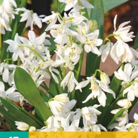 Jub Holland Scilla Siberica Alba - Oosterse Witte Sterhyacint