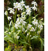 Jub Holland Scilla Siberica Alba - Oriental white star hyacinth
