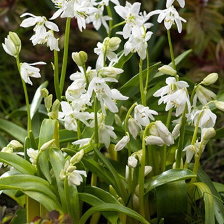 Jub Holland Scilla Siberica Alba - Oriental white star hyacinth