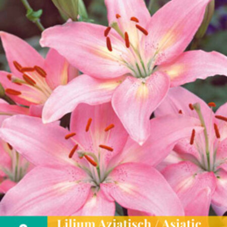 Jub Holland Lilie Asiatic Pink - Eine fantastische rosa Lilie - Garten und Schnittblume.