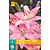 Jub Holland Lily Asiatic Pink - 2 Bulbs