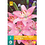 Jub Holland Lilie Asiatic Pink - Eine fantastische rosa Lilie - Garten und Schnittblume.