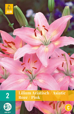 Lily Asiatic Pink