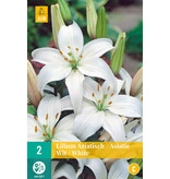 Jub Holland Lily Asiatic White - Great Cut Flowers - Easy to grow