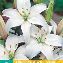 Lily Asiatic White - 2 Bulbs