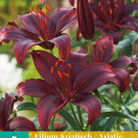 Jub Holland Lily Asiatic Black - An Eye-catcher For Every Garden!